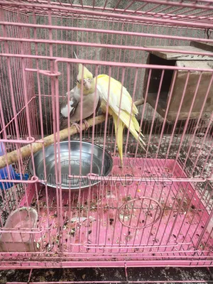 Kokatel Pakhi