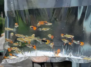 Mix Guppy