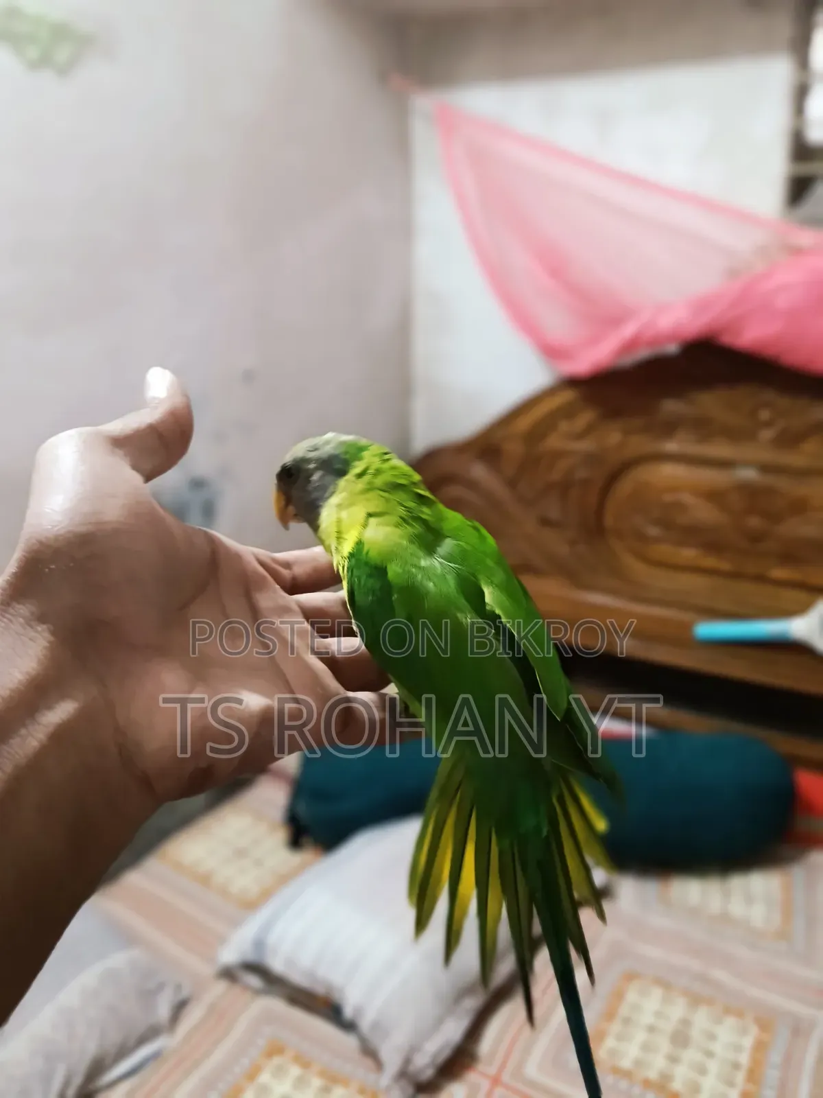 হিরামন টিয়া পাখি ফুল টেম