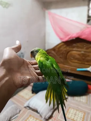 হিরামন টিয়া পাখি ফুল টেম