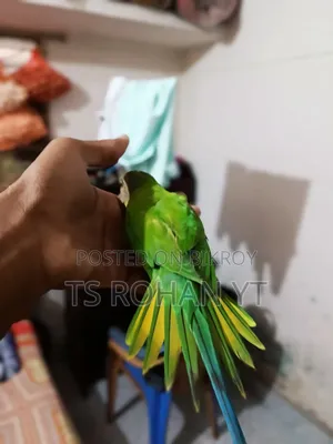 হিরামন টিয়া পাখি ফুল টেম