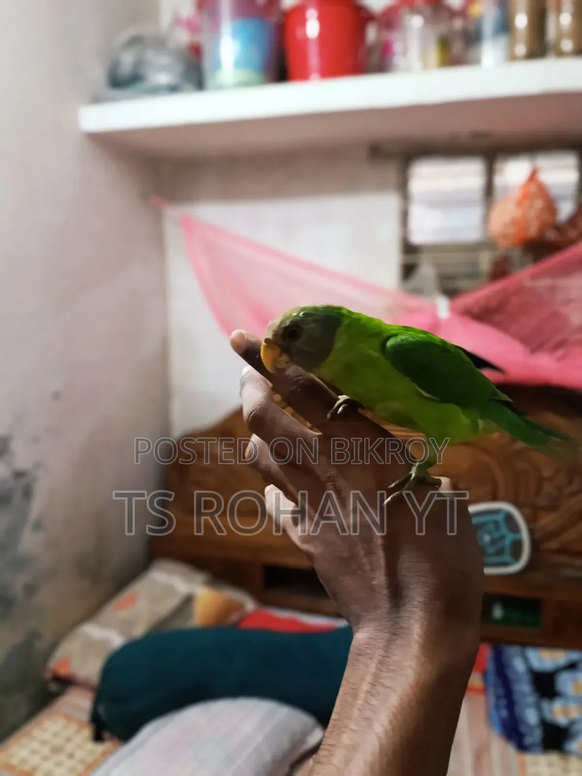 হিরামন টিয়া পাখি ফুল টেম
