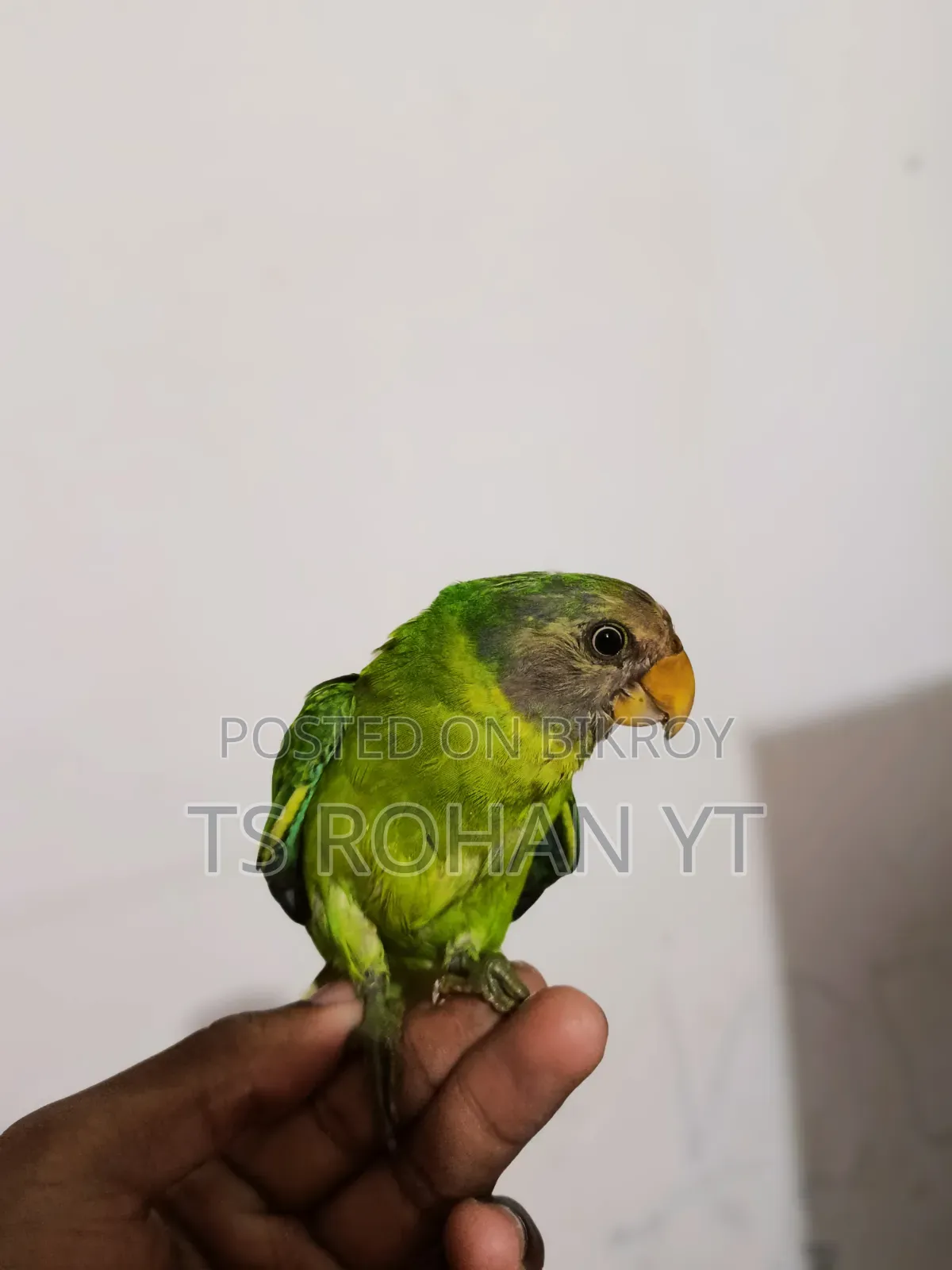 হিরামন টিয়া পাখি ফুল টেম