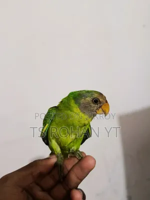 হিরামন টিয়া পাখি ফুল টেম