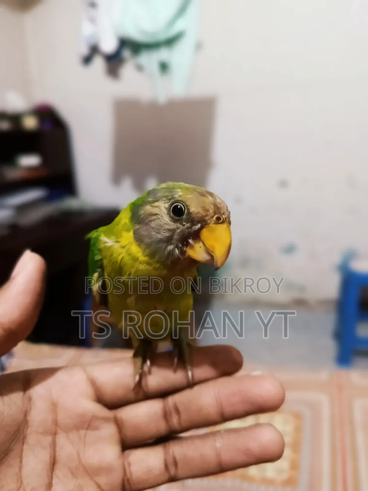 হিরামন টিয়া পাখি ফুল টেম