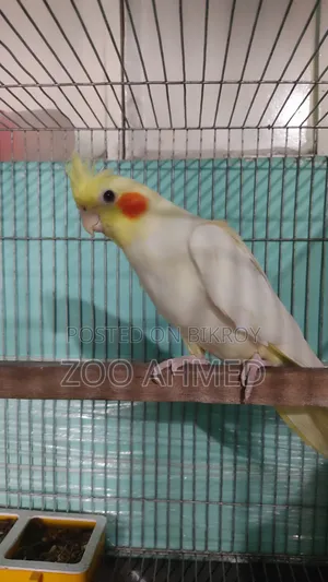 Cockatiel Bird for Sale