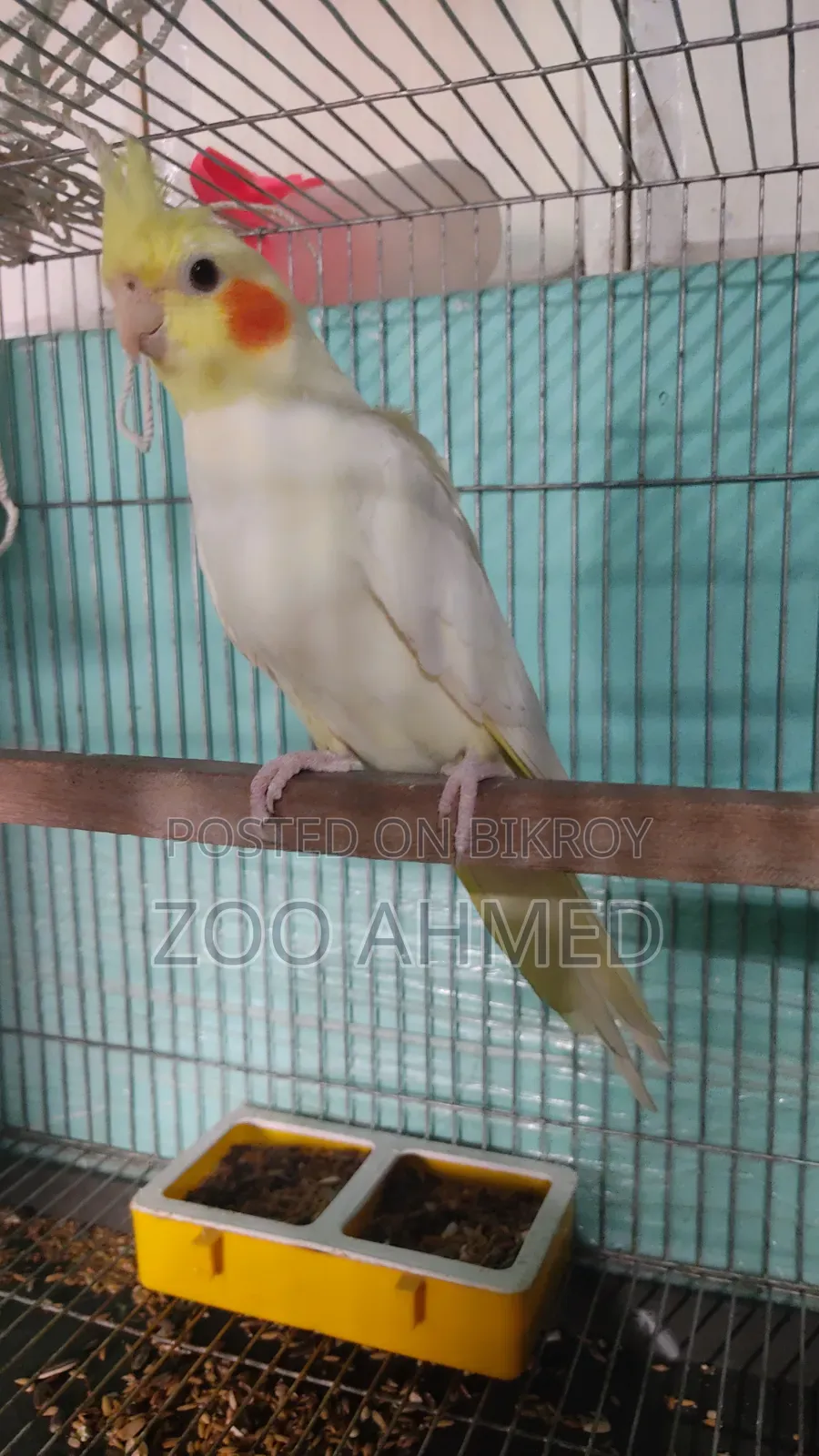 Cockatiel Bird for Sale