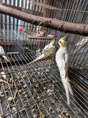 রানিং জোড়া ককটেল সেল/Exchange