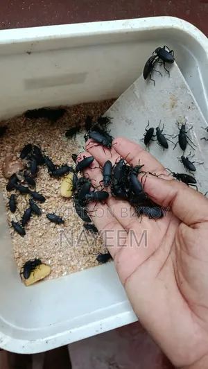 বিটল পোকা বিক্রি