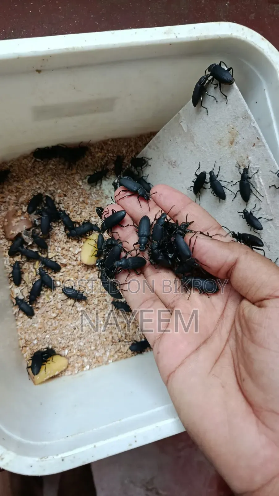 বিটল পোকা বিক্রি
