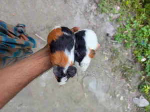 গিনিপিগ বিক্রি হবে