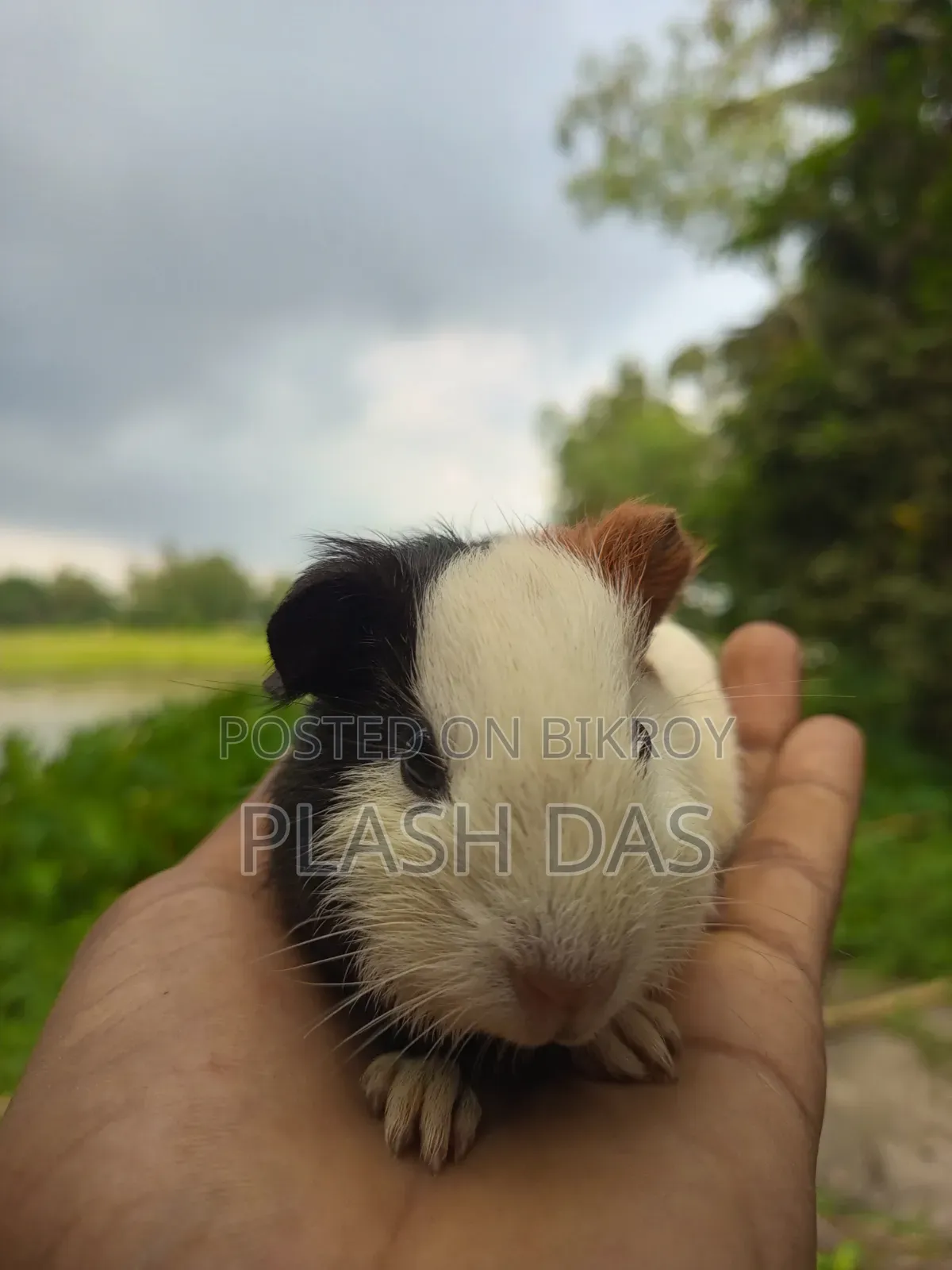 গিনিপিগ বিক্রি হবে