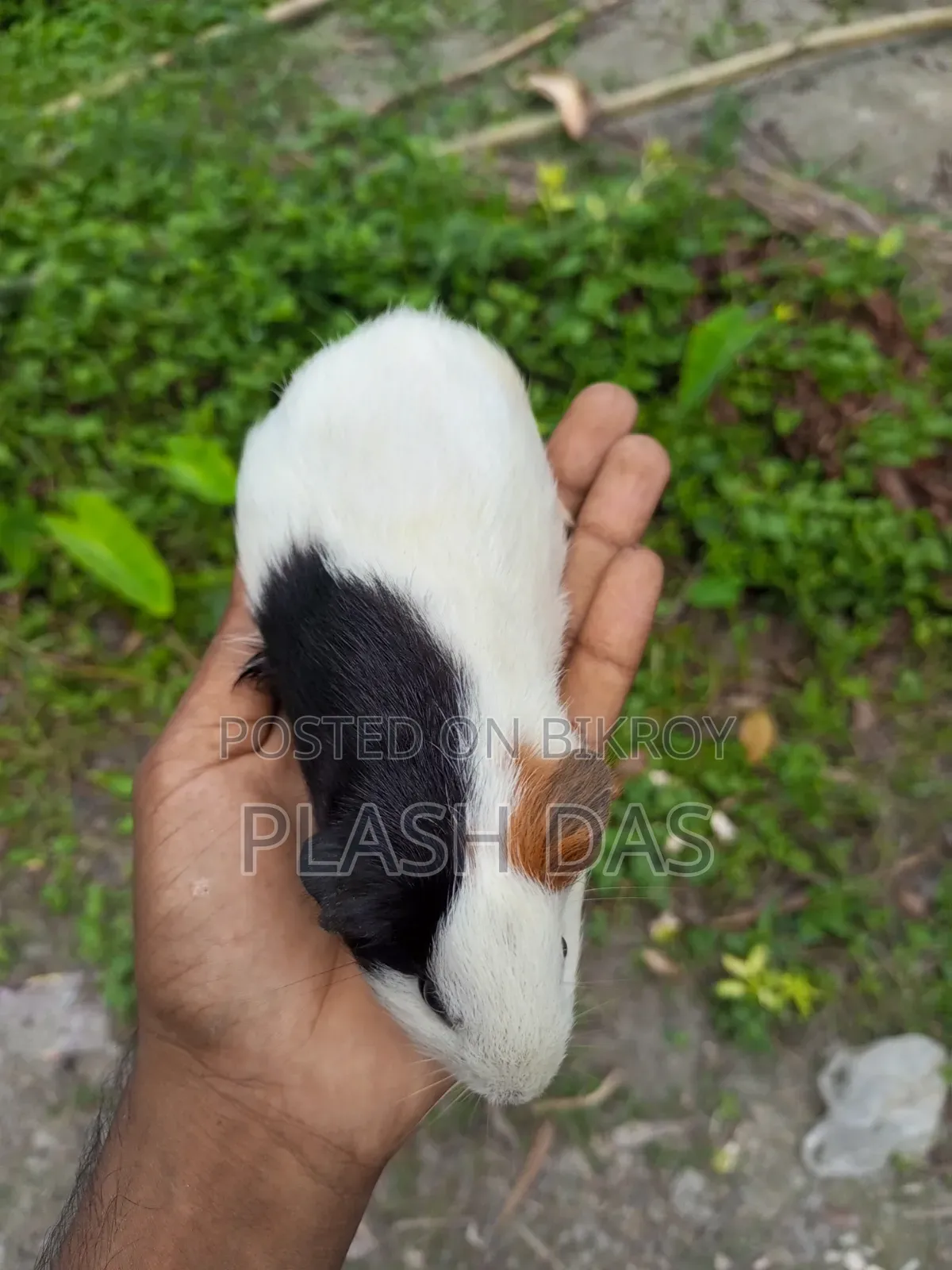 গিনিপিগ বিক্রি হবে