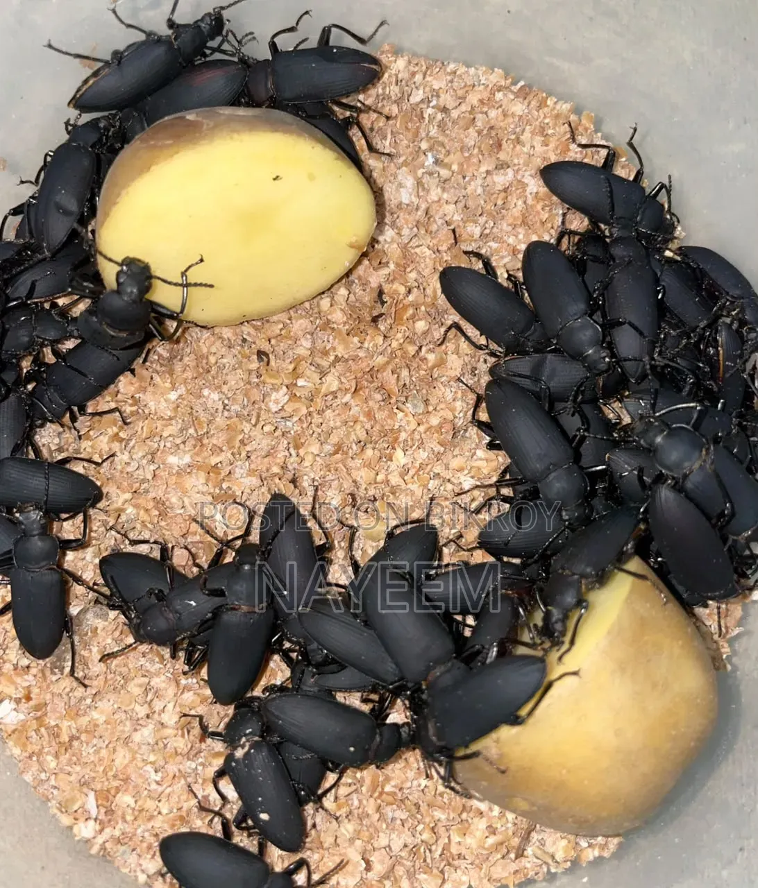 বিটল পোকা বিক্রি