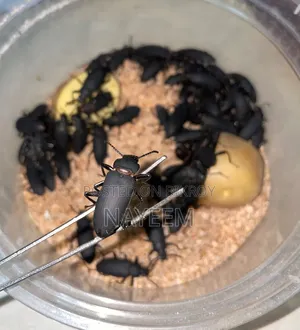 বিটল পোকা বিক্রি