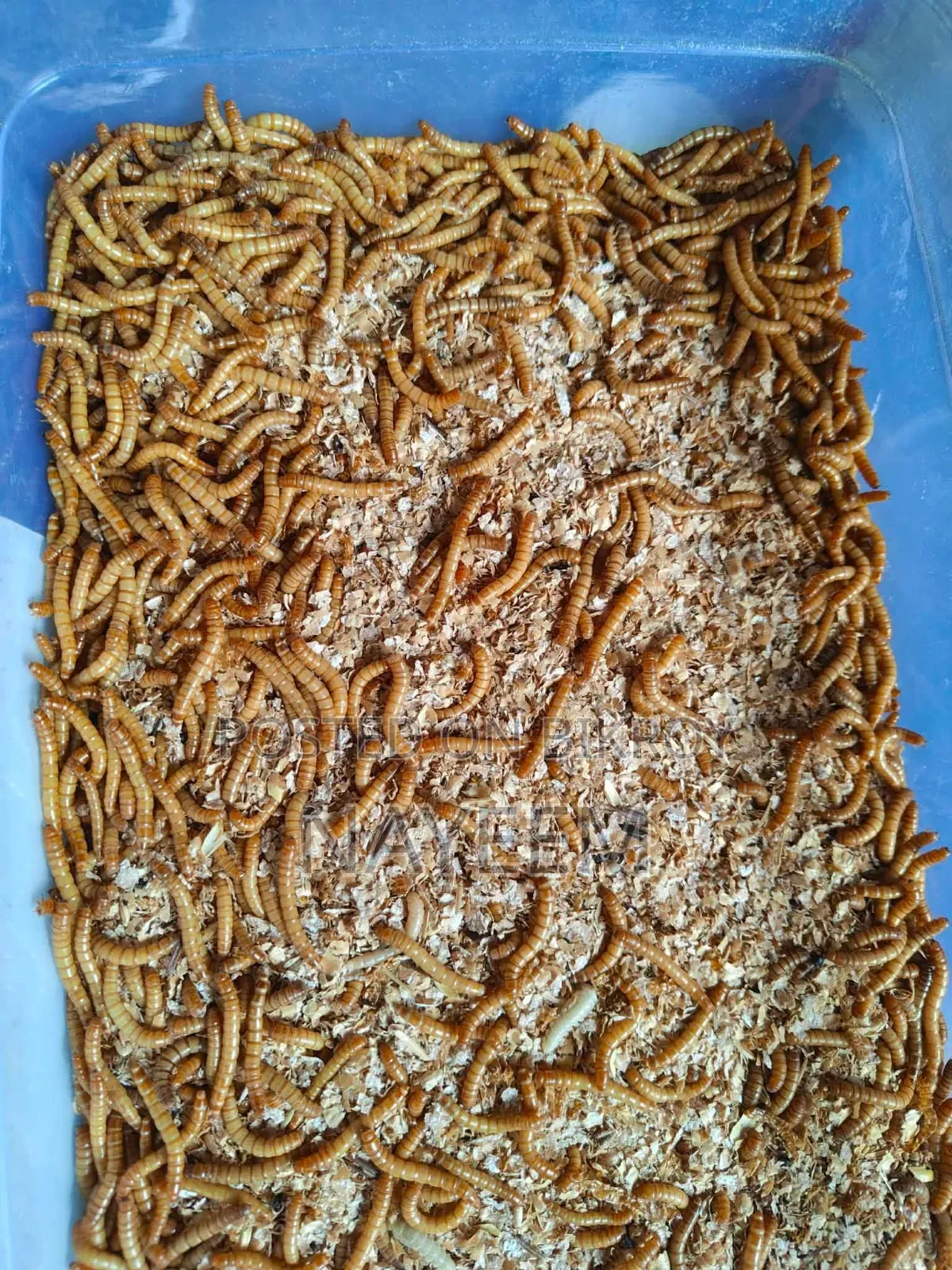 বিটল পোকা বিক্রি