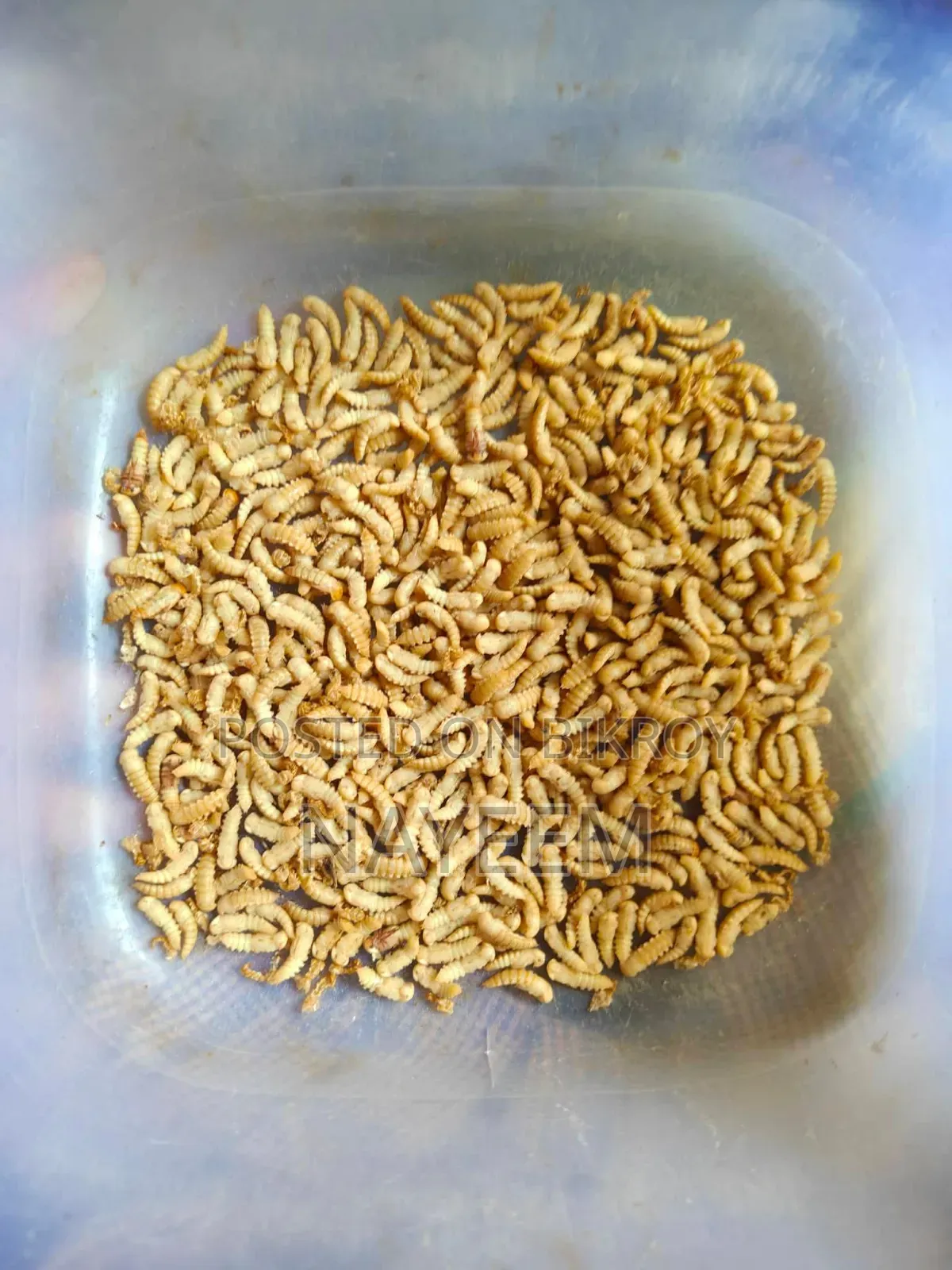 বিটল পোকা বিক্রি