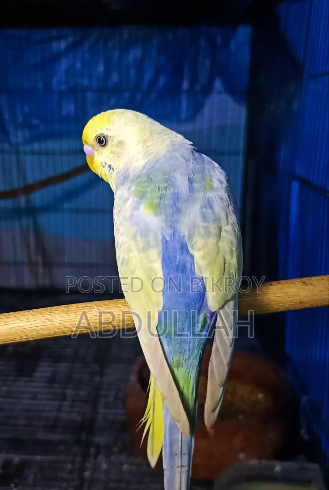Rainbow Budgerigar and Cages