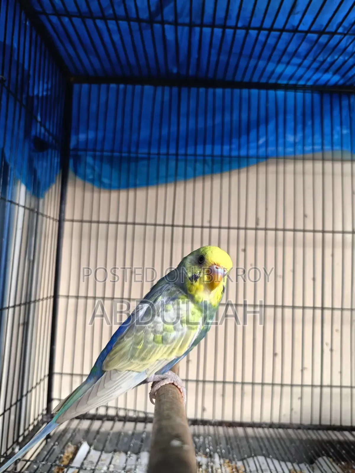 Rainbow Budgerigar and Cages