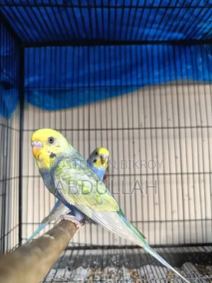 Rainbow Budgerigar and Cages