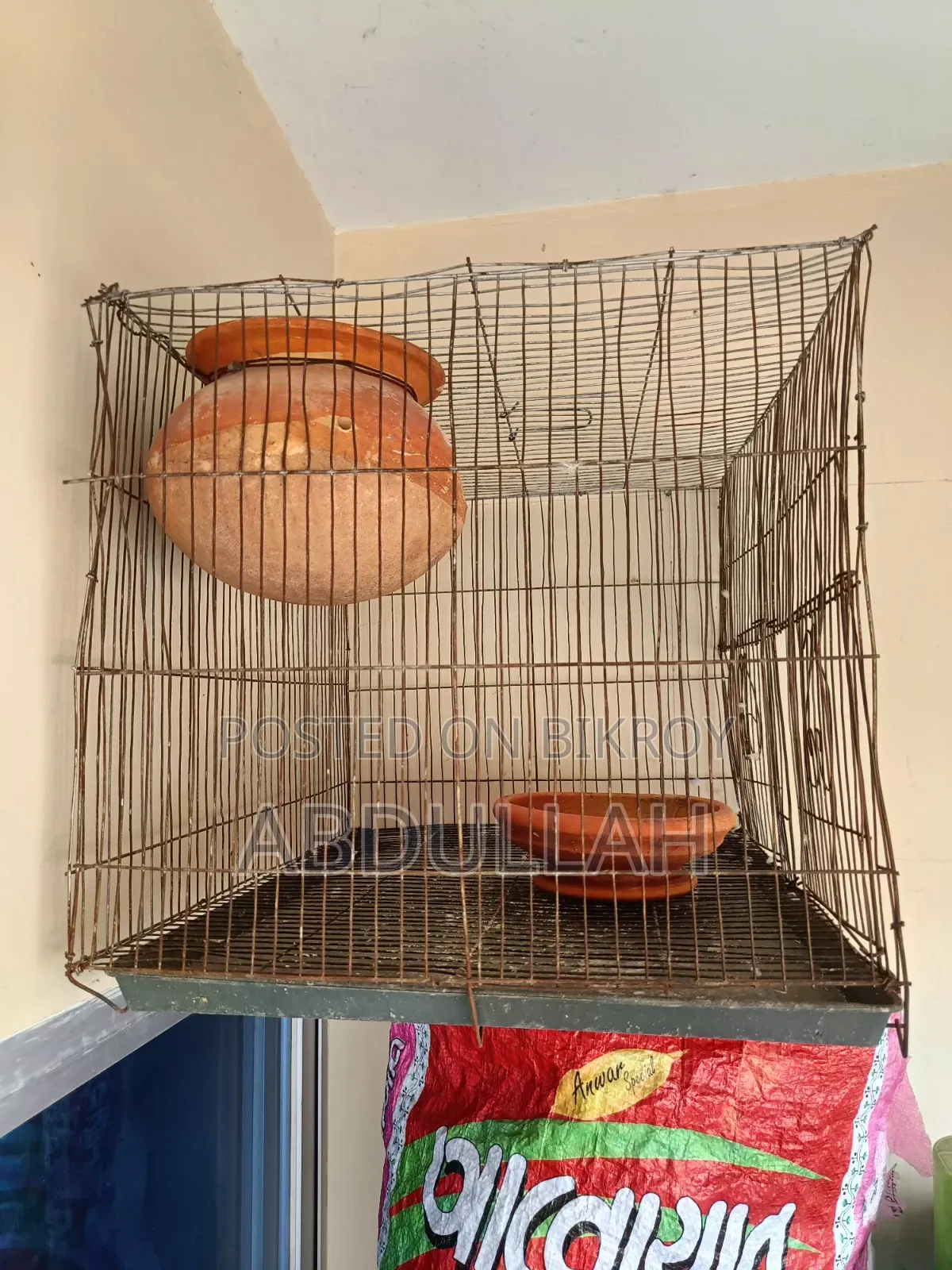 Rainbow Budgerigar and Cages