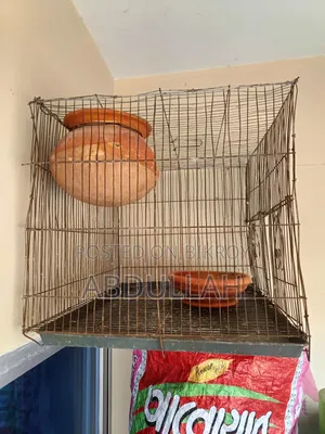 Rainbow Budgerigar and Cages