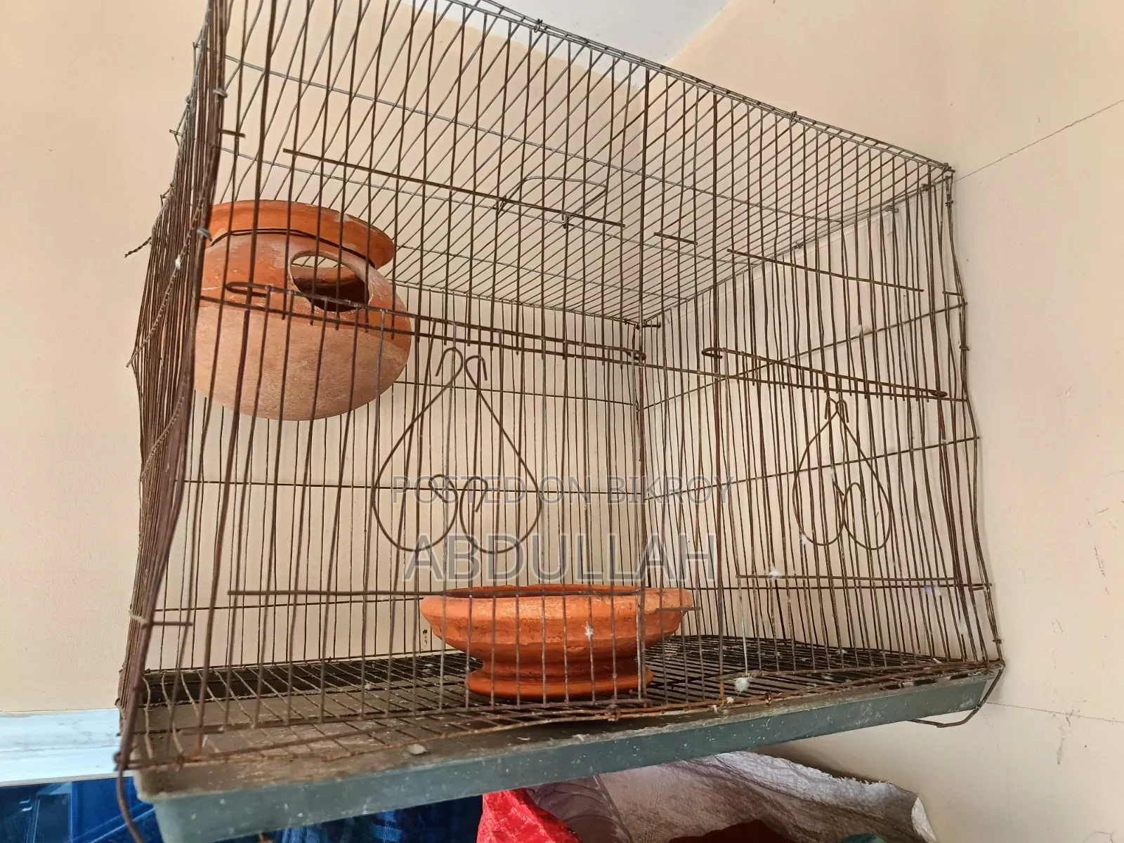 Rainbow Budgerigar and Cages