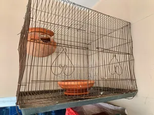 Rainbow Budgerigar and Cages