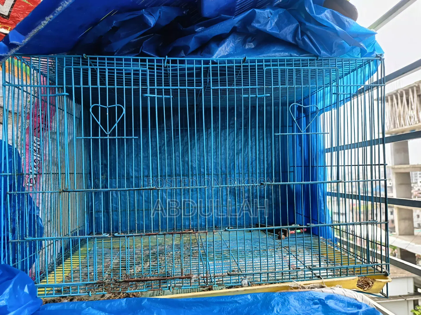 Rainbow Budgerigar and Cages