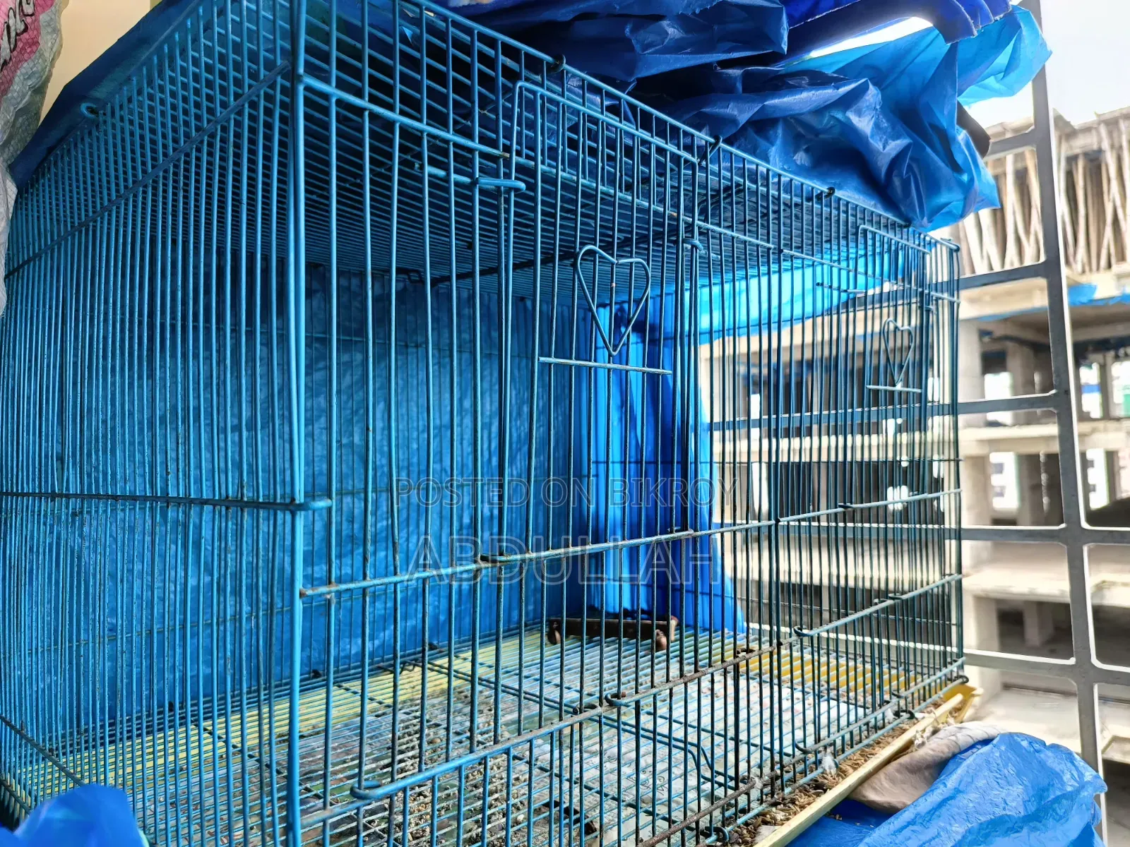 Rainbow Budgerigar and Cages