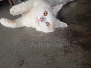 ৬-১২ মাসের পুরুষ খাঁটি পার্সিয়ান