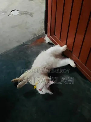 ৬-১২ মাসের পুরুষ খাঁটি পার্সিয়ান