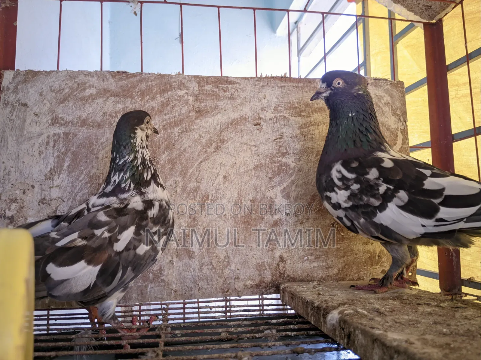 Pakistani Giribaj (1 pair + 1 male)