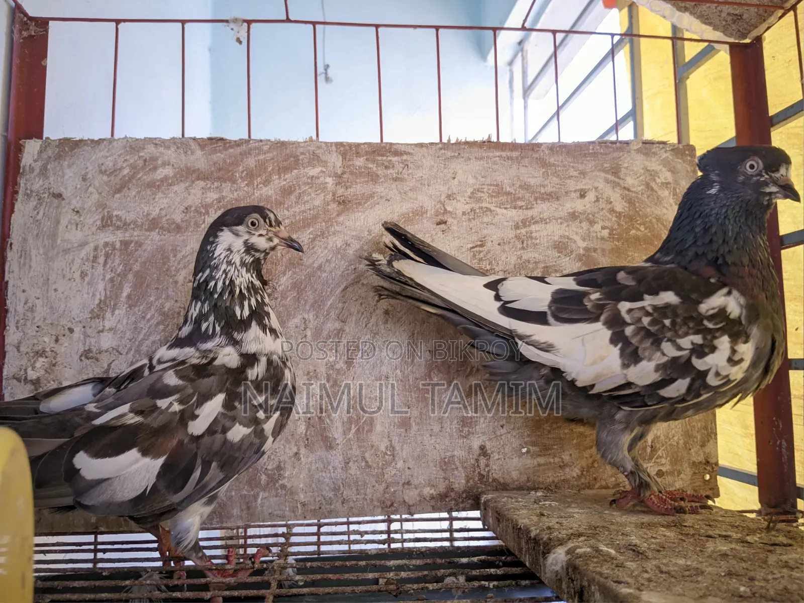 Pakistani Giribaj (1 pair + 1 male)