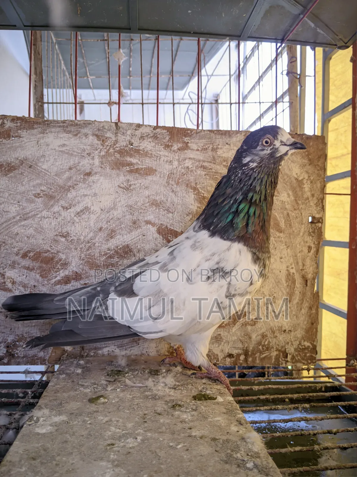 Pakistani Giribaj (1 pair + 1 male)