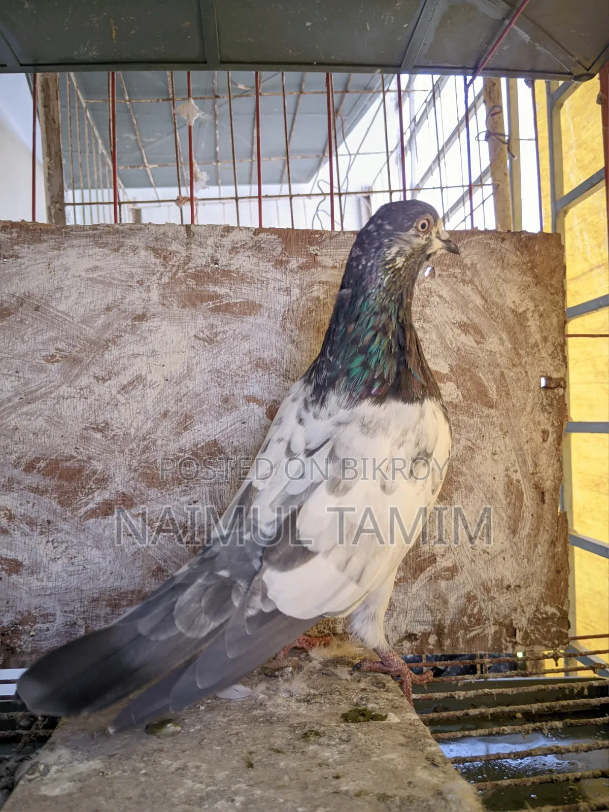 Pakistani Giribaj (1 pair + 1 male)