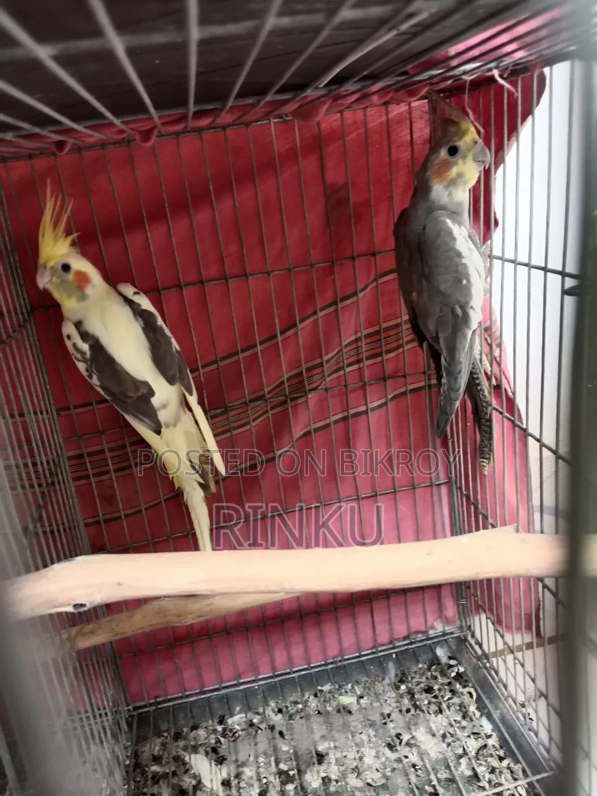 Albino Cockatal Confirm Male and Female