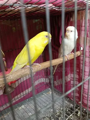অ্যালবিনো বাজিগর নর এবং মাদি নিশ্চিত