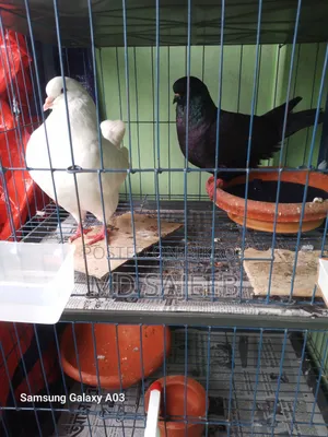 One pair of 10-feather breeding fancy King pigeons will be sold.