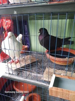 One pair of 10-feather breeding fancy King pigeons will be sold.