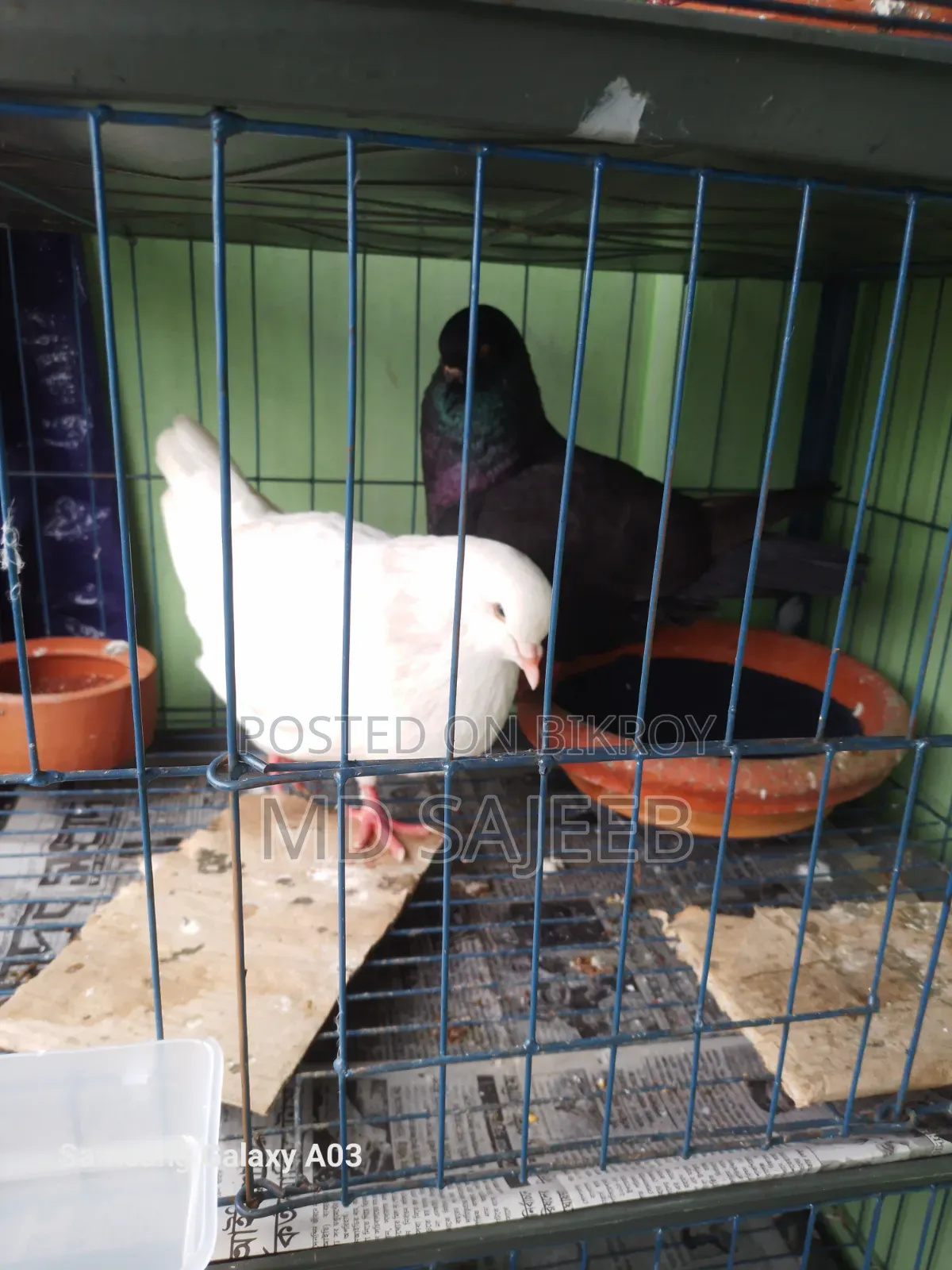 One pair of 10-feather breeding fancy King pigeons will be sold.