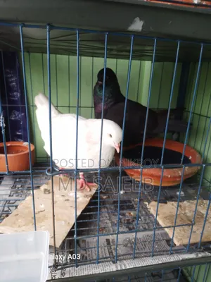 One pair of 10-feather breeding fancy King pigeons will be sold.