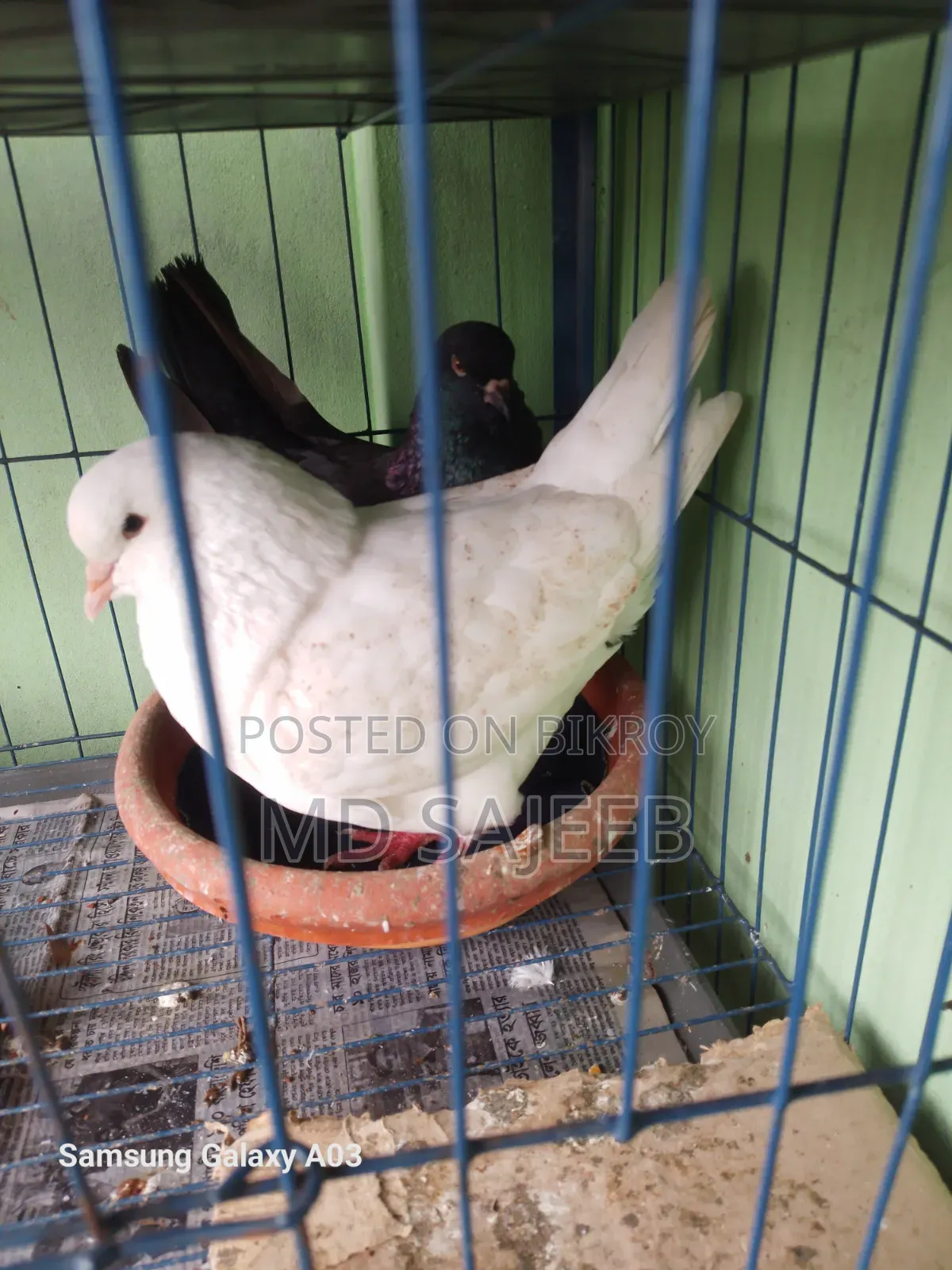 One pair of 10-feather breeding fancy King pigeons will be sold.