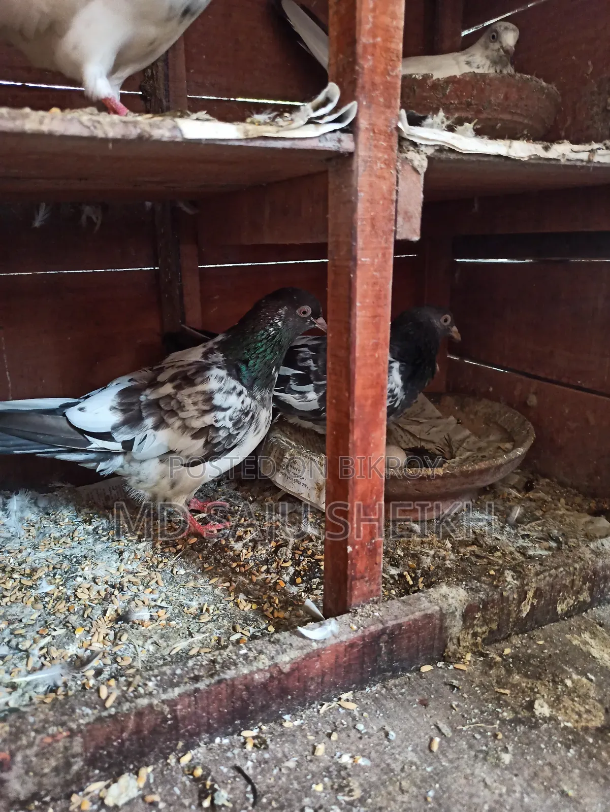Dabwala Cock Kamagar Hen