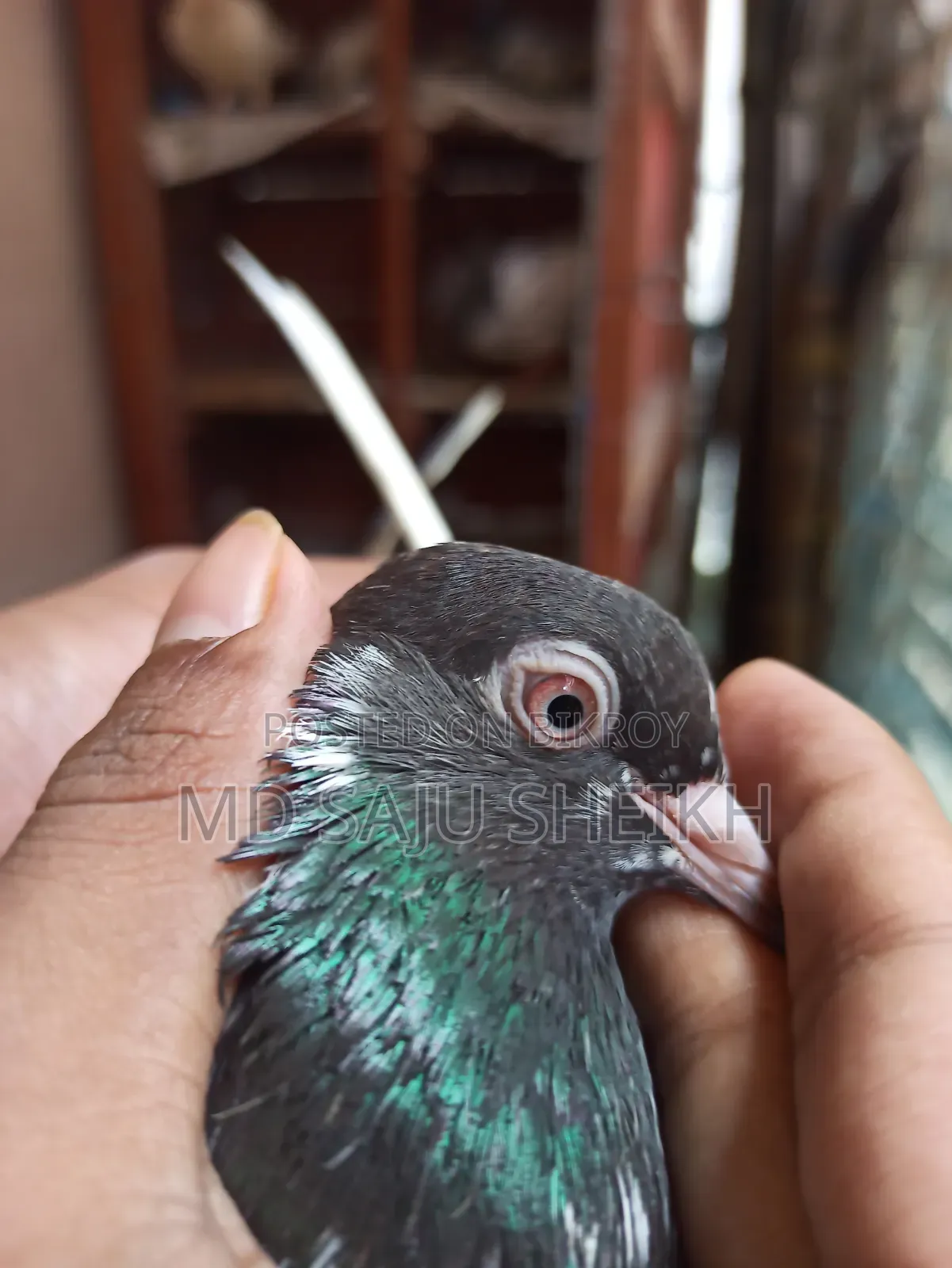 Dabwala Cock Kamagar Hen