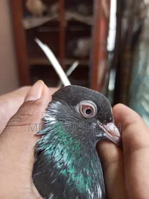 Dabwala Cock Kamagar Hen