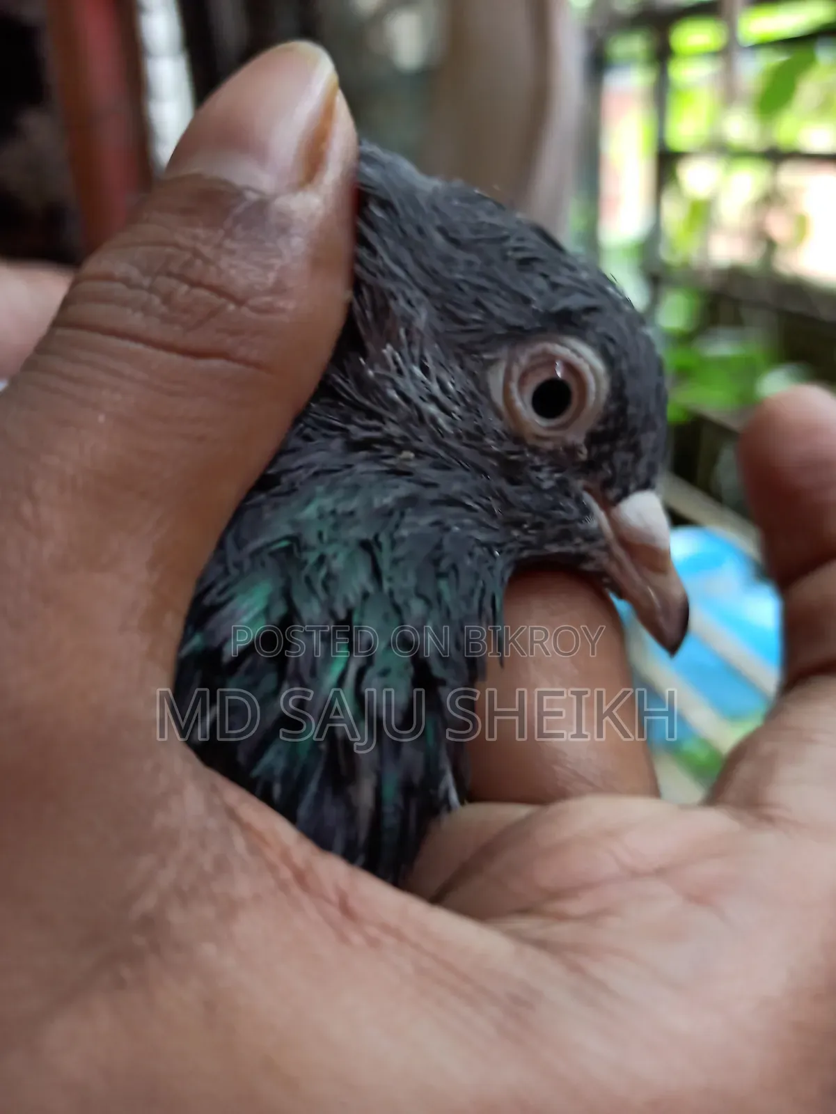 Dabwala Cock Kamagar Hen