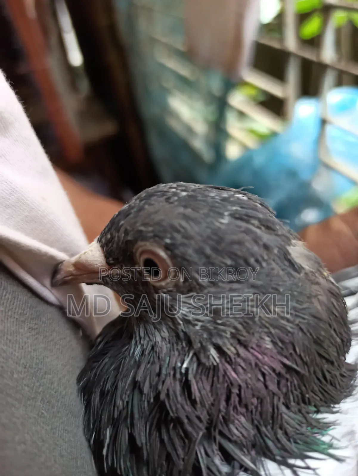 Dabwala Cock Kamagar Hen