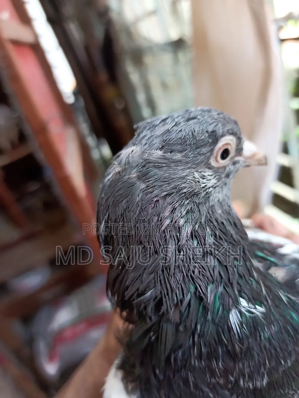 Dabwala Cock Kamagar Hen