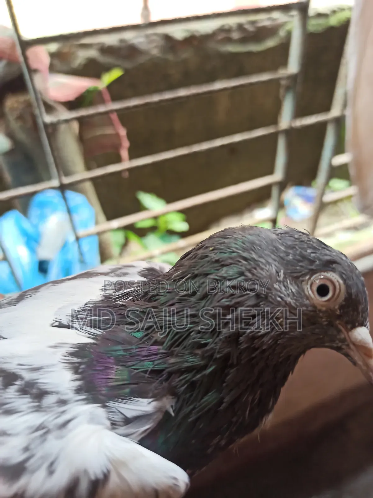 Dabwala Cock Kamagar Hen